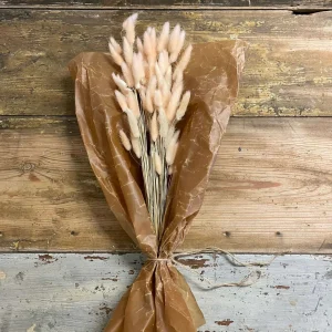 Lagurus Rabbit tail 80gr, Aprikos