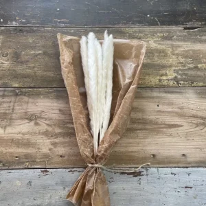 Pampasgräs 10-pack, Vit