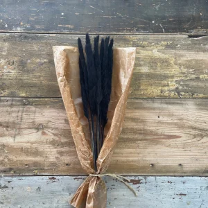 Pampasgräs 10-pack, Svart