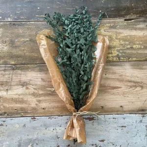 Eucalyptus småbladig 100gr, Grön